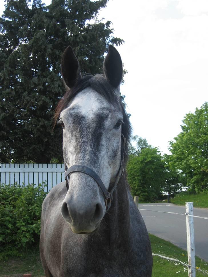Dansk Varmblod Kærsholms Willow *solgt* - Willow, næsten lige ankommet til sit nye hjem (: Så sød han er <3 Foto: Mor :D billede 1