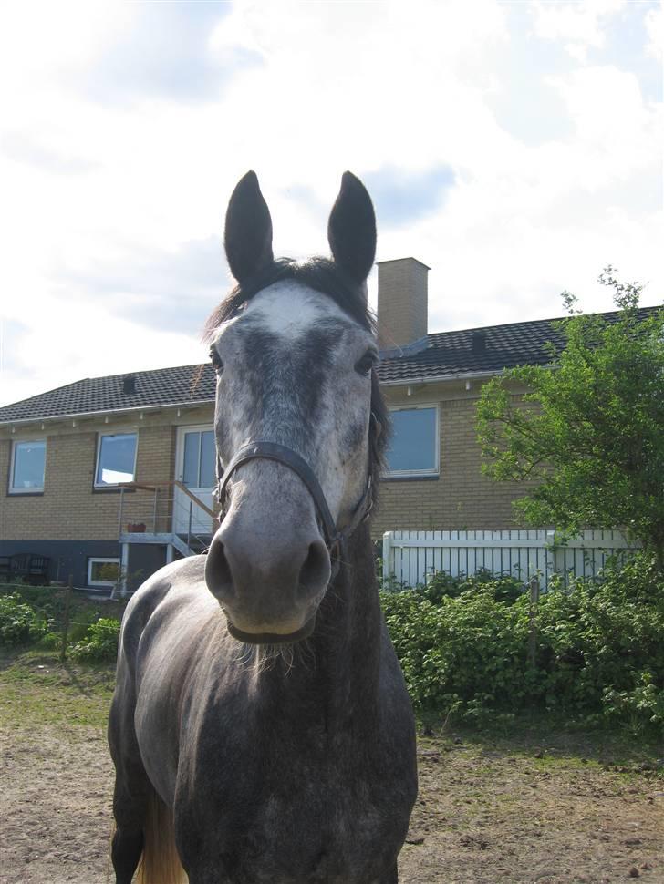 Dansk Varmblod Kærsholms Willow *solgt* - Han er såå skøn (: Han hygger sig i sin nye fold.  Foto: Mor :D billede 2
