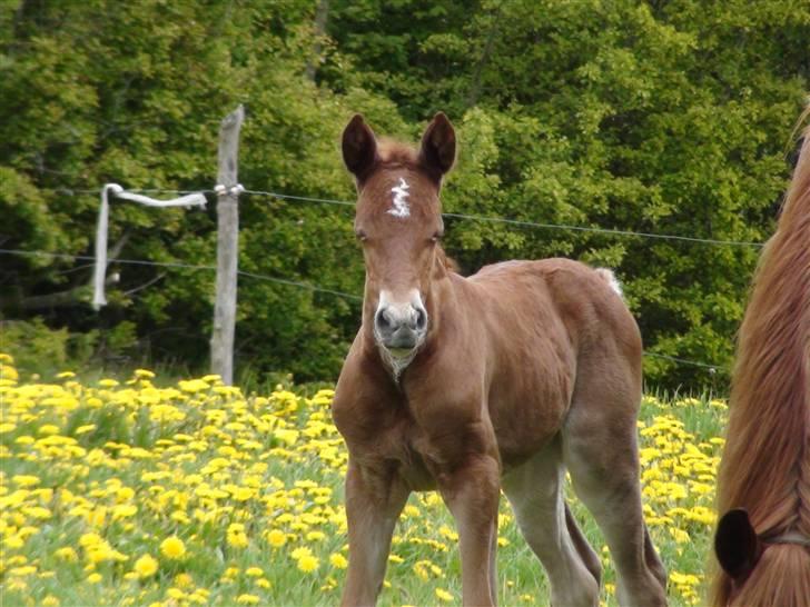 Frederiksborg Prinsesse Malou †  - misser lige med øjnene billede 4