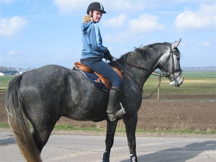 Dansk Varmblod Kærsholms Willow *solgt* - Første gang jeg var oppe og prøve ham (: foto: Mor :D billede 3