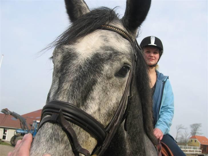 Dansk Varmblod Kærsholms Willow *solgt* - Et lækkert nærbillede af Willy drengen (: Foto: Far :D billede 6