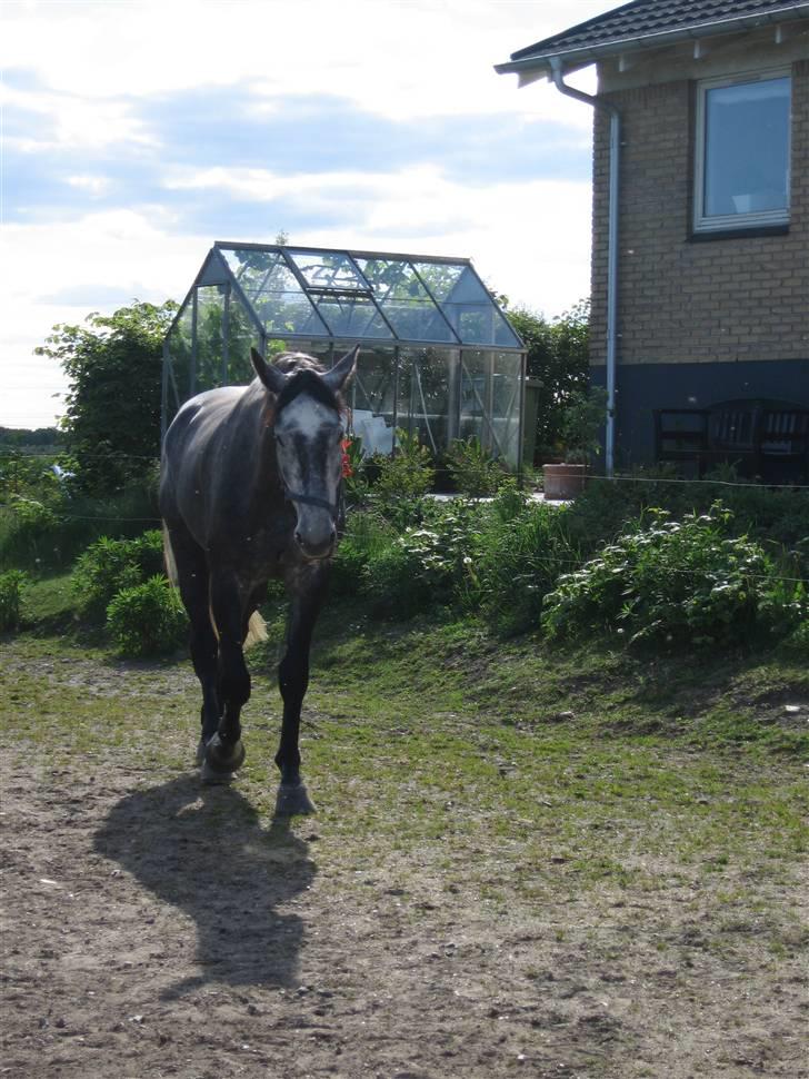 Dansk Varmblod Kærsholms Willow *solgt* - Willow vandre lidt rundt i hans nye fold ;D Foto: Mor :D billede 7