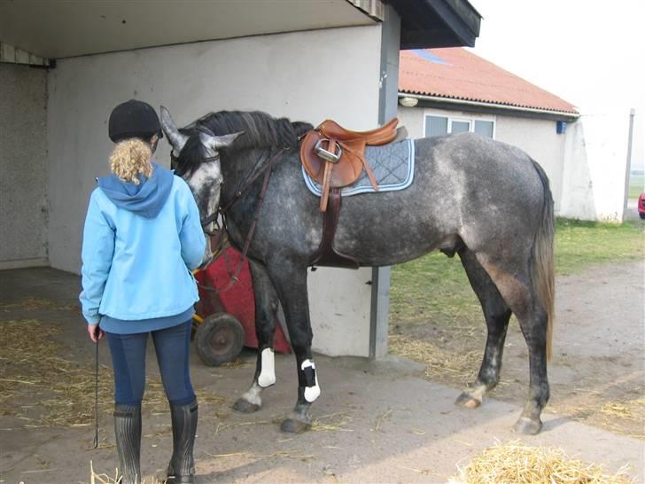 Dansk Varmblod Kærsholms Willow *solgt* - Efter en lille ride tur, på vej ind i hans gamle stald (: Foto: Far :D billede 8