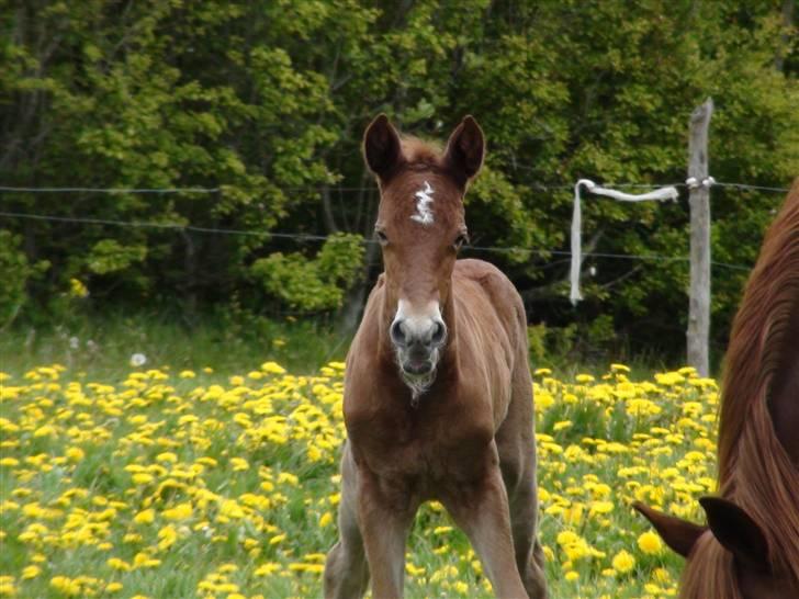 Frederiksborg Prinsesse Malou †  billede 5
