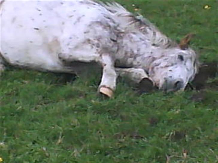 Anden særlig race Kabic  *solgt* - Kabic ruller i veldbæk :) billede 11