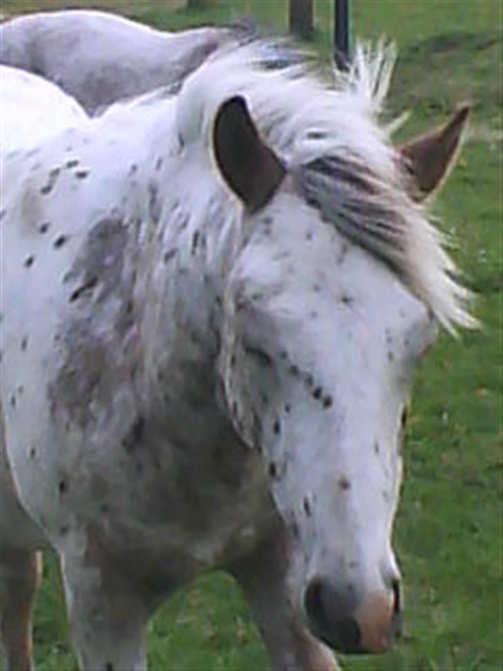 Anden særlig race Kabic  *solgt* - Kabic med lukkede øjne :P billede 12