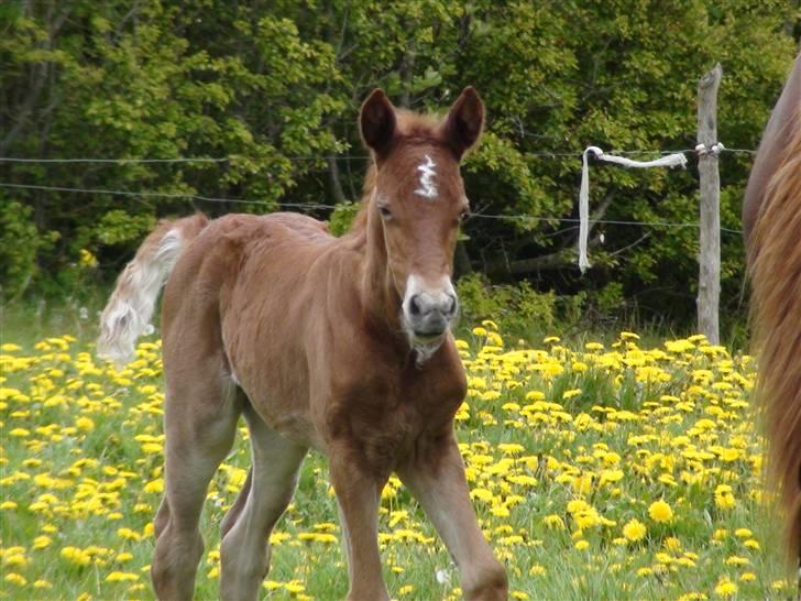 Frederiksborg Prinsesse Malou †  billede 6