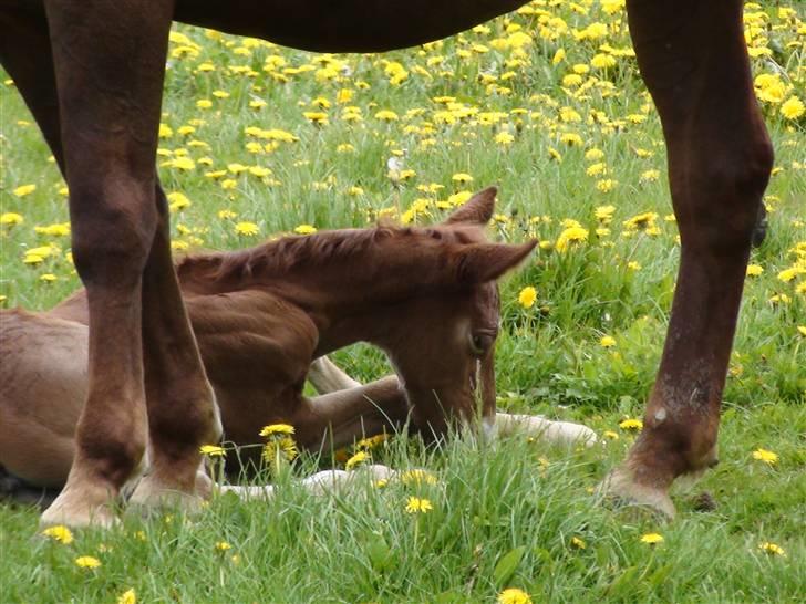 Frederiksborg Prinsesse Malou †  billede 7
