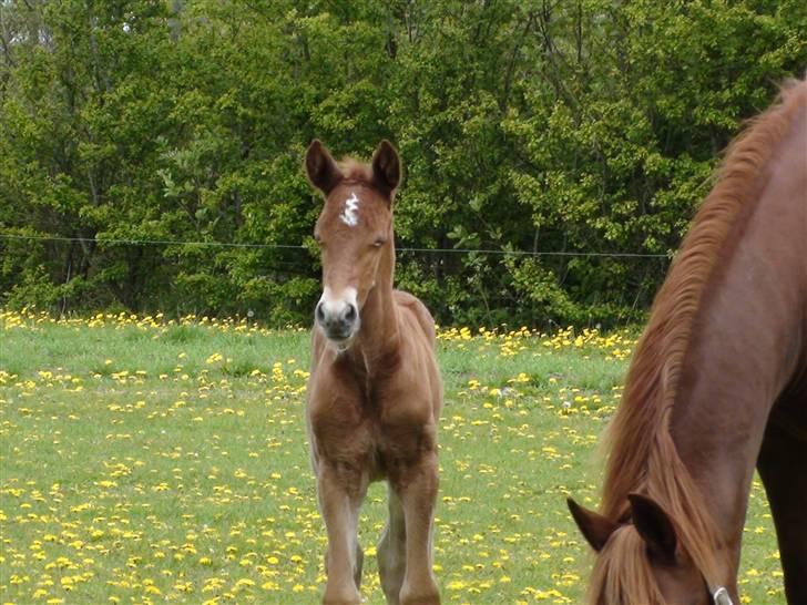 Frederiksborg Prinsesse Malou †  billede 9