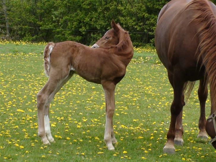 Frederiksborg Prinsesse Malou †  - "Åhhh det klør" billede 10