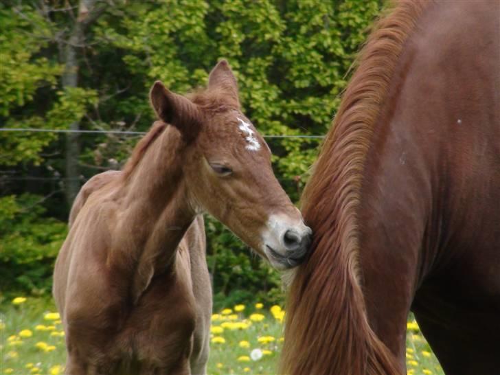 Frederiksborg Prinsesse Malou †  - "Moar kom nu vi skal løbe" billede 11