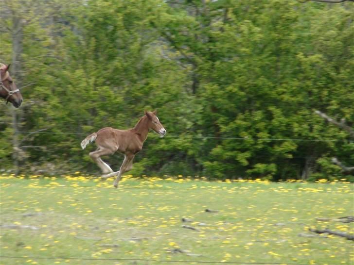 Frederiksborg Prinsesse Malou †  billede 12