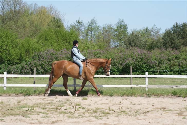 Dansk Varmblod Delight - Sommer 2009 - Foto Mette billede 13