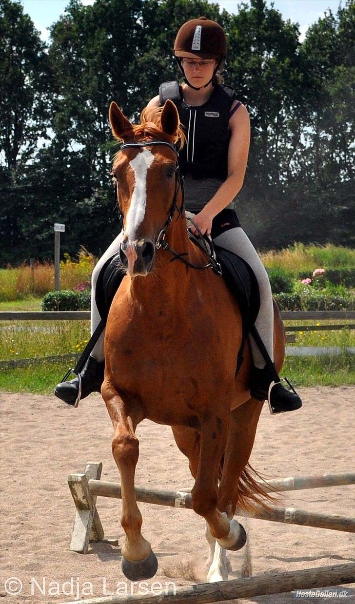 Dansk Varmblod Delight - Sommer 2010 - Foto Nadja billede 14