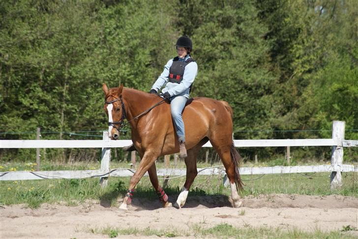 Dansk Varmblod Delight - Sommer 2009 - Foto Mette billede 15