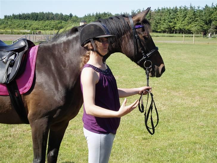 Dansk Varmblod Linette Stridsholt billede 6