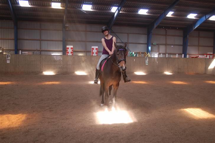 Dansk Varmblod Linette Stridsholt billede 7