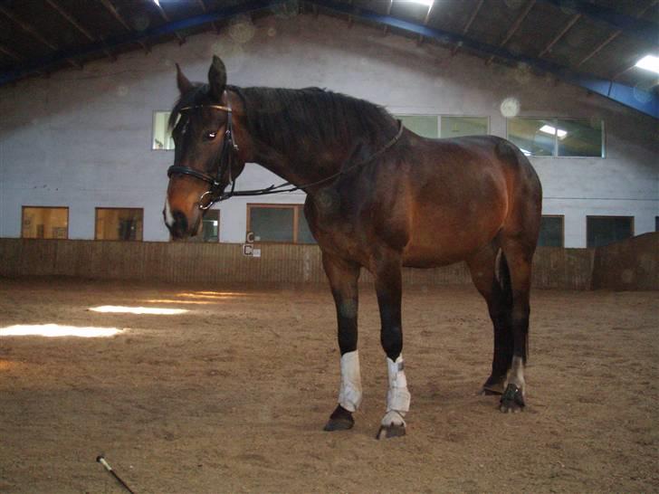 Dansk Varmblod Linette Stridsholt billede 9