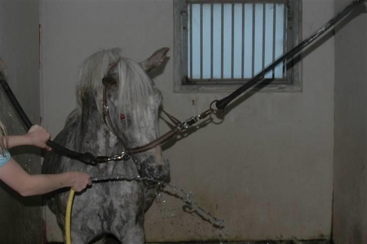 Hollandsk Sportspony .Spotty‹3 'Solgt!' :'( - 1// Velkommen til Spotty´s profil :D LSG-foto (: August 2009. I spiltov (; Du var blevet så dygtig til det! Håber at du forbliver så dygtig med den nye i;  billede 1