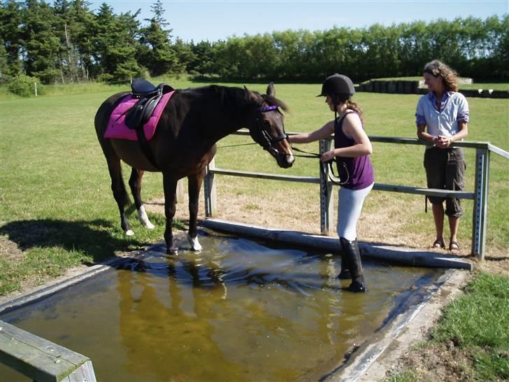 Dansk Varmblod Linette Stridsholt billede 10
