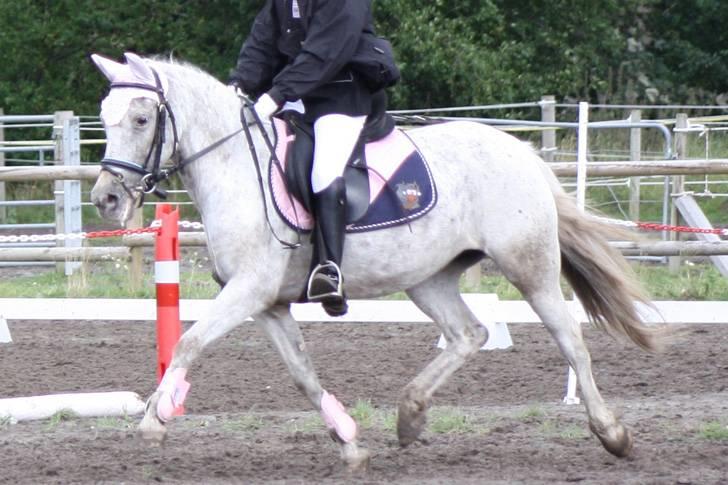 Hollandsk Sportspony .Spotty‹3 'Solgt!' :'( - 2// Fri trav på banen :D 6 september 2009.  PL-foto. Jeg savner dig! Der vil aldrig være nogen som i mit liv som dig!<3 billede 2