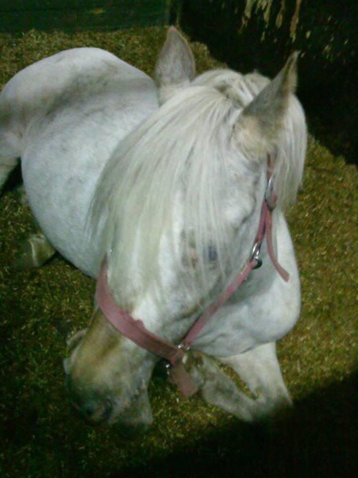 Hollandsk Sportspony .Spotty‹3 'Solgt!' :'( - 3// Musse sover <3 Foto  ; Phiína <3 April 2009 tror jeg (; Fordi; Du næsten aldrig lå ned. billede 3