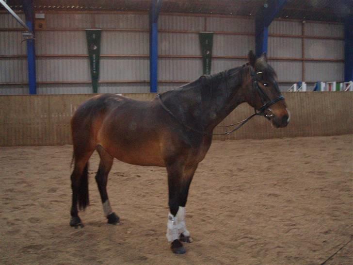 Dansk Varmblod Linette Stridsholt billede 11