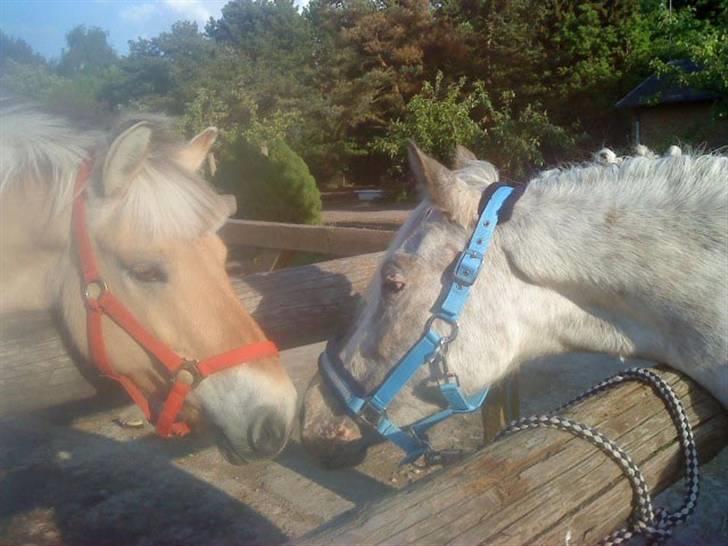 Hollandsk Sportspony .Spotty‹3 'Solgt!' :'( - 4// Spotty og Amalie <3 MCL-foto (: Maj 2009 Fordi du er en nysgerrig pony! Det var så dejligt at sidde og se dig hilse på andre pony´er!<3 billede 4