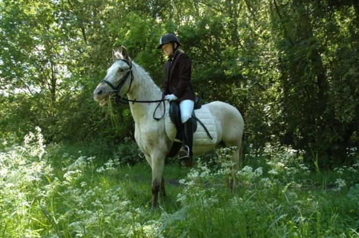 Hollandsk Sportspony .Spotty‹3 'Solgt!' :'( - 5// Lækkre pony i skoven efter stævne<3 PL-foto (: 13 juni 2009 (;´ Fordi at jeg stadig er stolt over dig! Det vil aldrig ændre sig!<3 billede 5