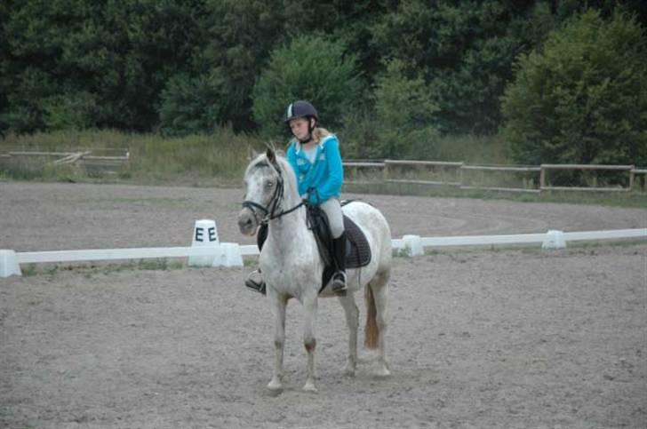 Hollandsk Sportspony .Spotty‹3 'Solgt!' :'( - 6// Ret vellykket parade efter min mening ;D Inden springundervisning (: 2009. LSG-foto. Fordi; Du var svær at få til at stå stille.  billede 6