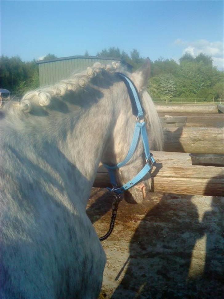 Hollandsk Sportspony .Spotty‹3 'Solgt!' :'( - 6// Skulle lige prøve at lave rosenknopper (: MCL-foto (: Maj 2009 Fordi; Jeg troede at vi skulle til flere stævner end vi nåede i; billede 7