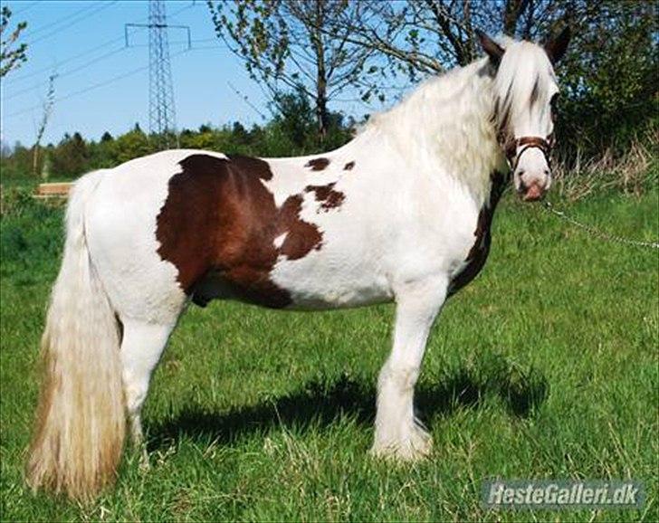 Irish Cob Leopold hvil i fred billede 2
