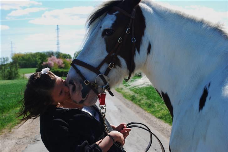 Irish Cob Leopold hvil i fred billede 3