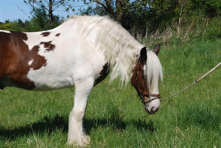 Irish Cob Leopold hvil i fred billede 4