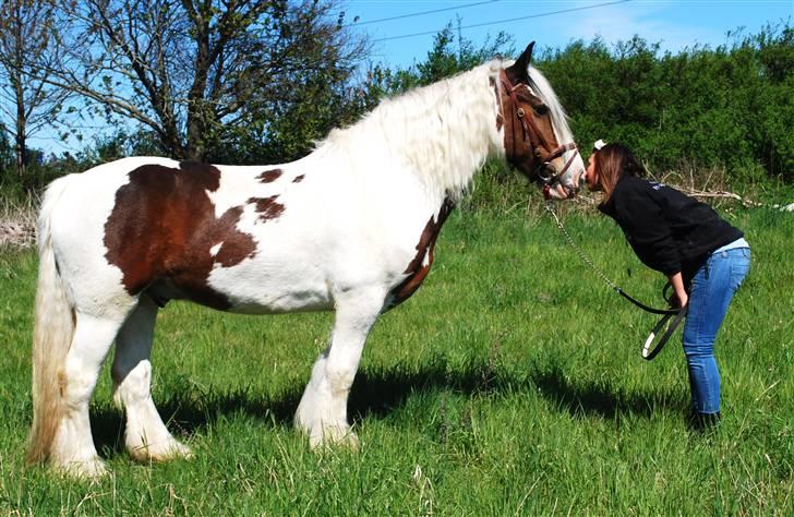 Irish Cob Leopold hvil i fred billede 5