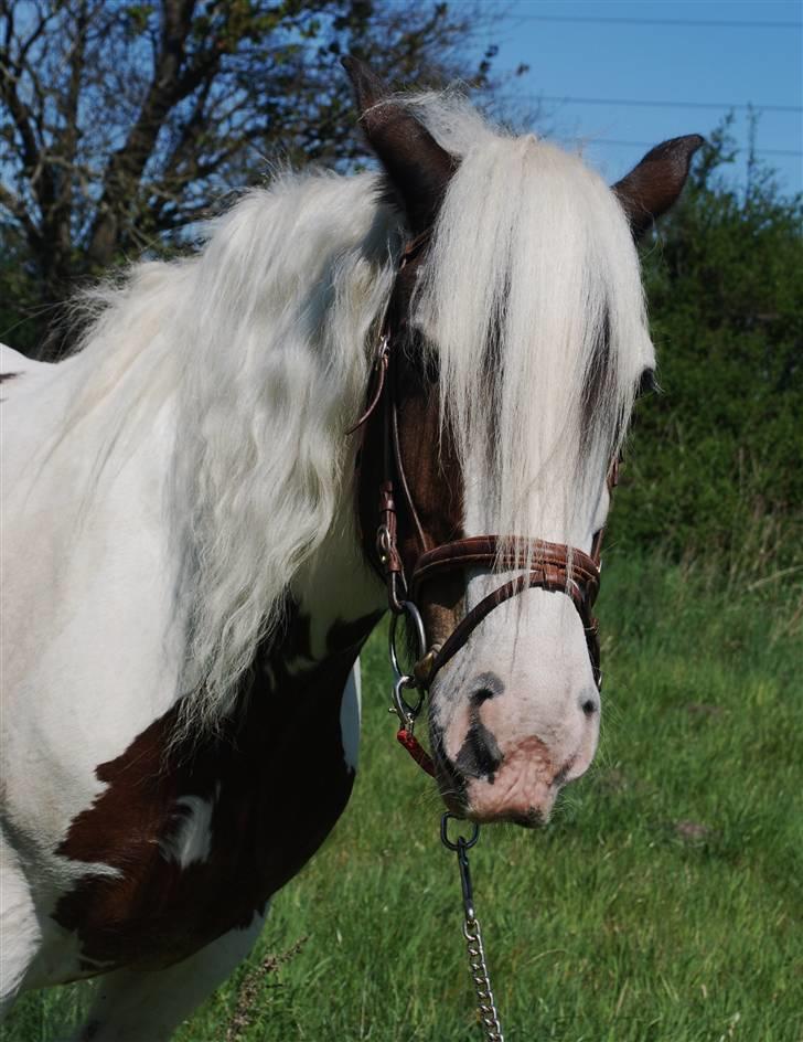 Irish Cob Leopold hvil i fred billede 6