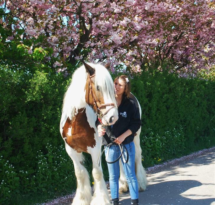Irish Cob Leopold hvil i fred billede 7