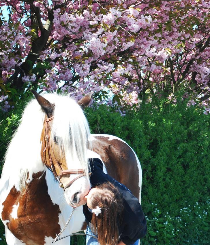 Irish Cob Leopold hvil i fred billede 8