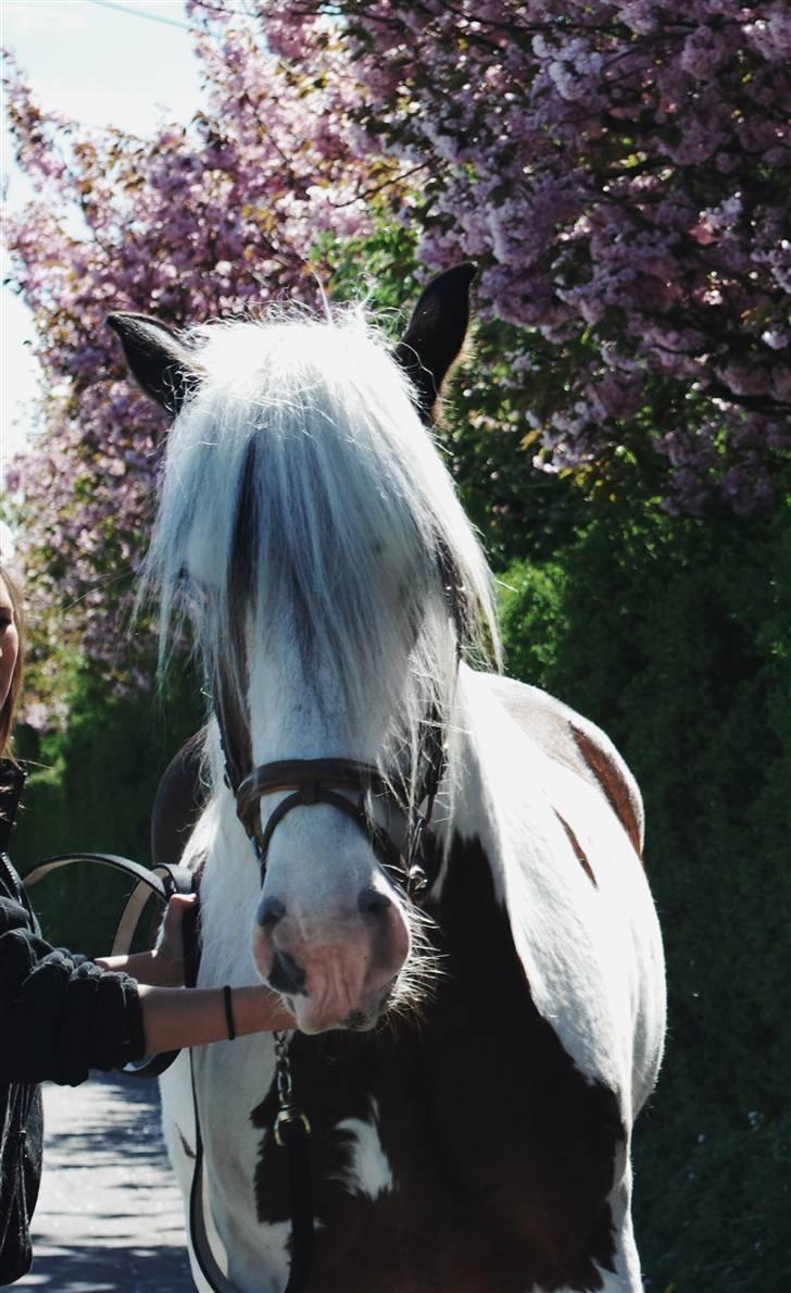 Irish Cob Leopold hvil i fred billede 9