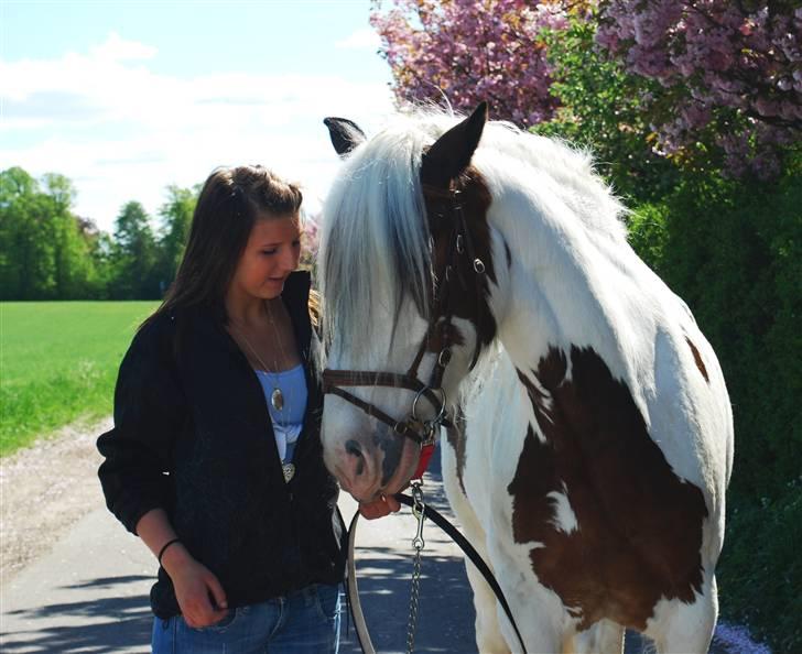 Irish Cob Leopold hvil i fred billede 10