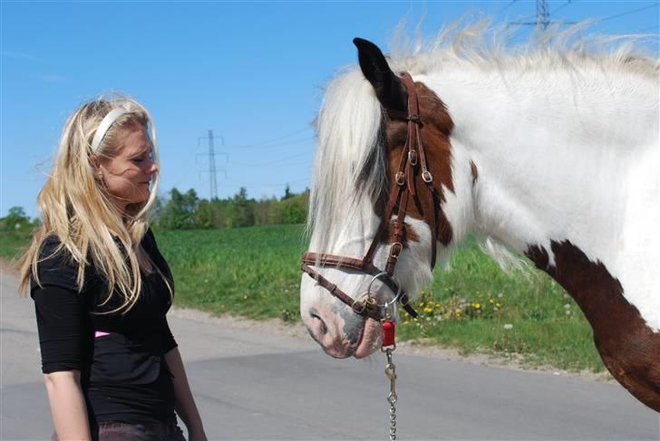 Irish Cob Leopold hvil i fred billede 11
