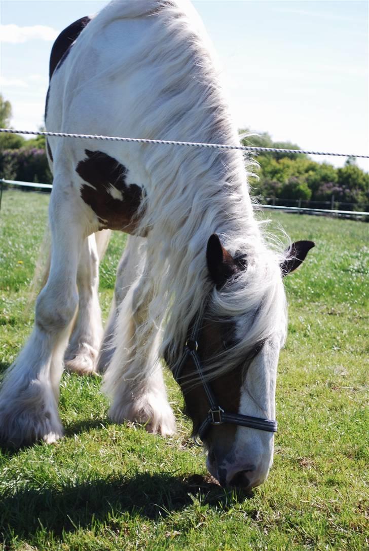 Irish Cob Leopold hvil i fred billede 12