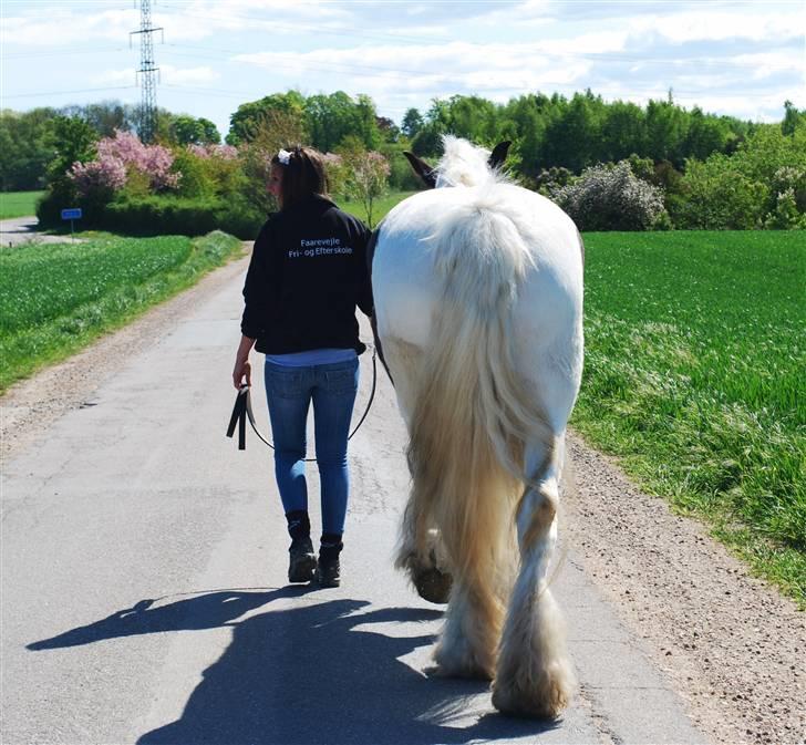 Irish Cob Leopold hvil i fred billede 13