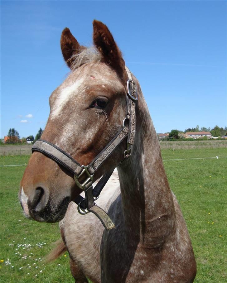 Anden særlig race Alcon *SOLGT* - Alcon´s smukke hoved 12/5-2009 billede 10