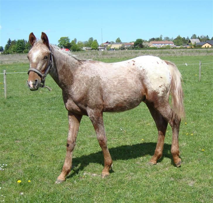 Anden særlig race Alcon *SOLGT* - Alcon d. 12/5.2009 billede 11