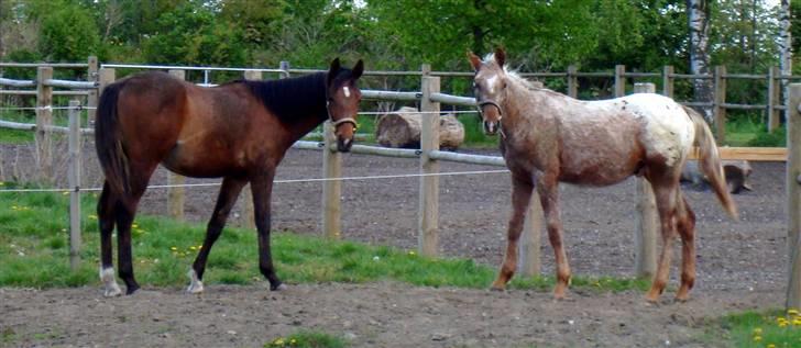 Anden særlig race Alcon *SOLGT* - Alcon og Zeeke 12/5-2009 billede 12