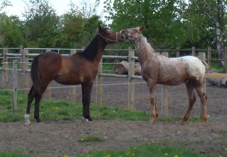 Anden særlig race Alcon *SOLGT* - Alcon og Zeeke 12/5-2009 billede 13