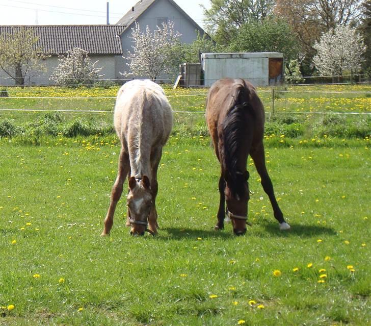 Anden særlig race Alcon *SOLGT* - Alcon og Zeeke 12/5-2009 billede 14