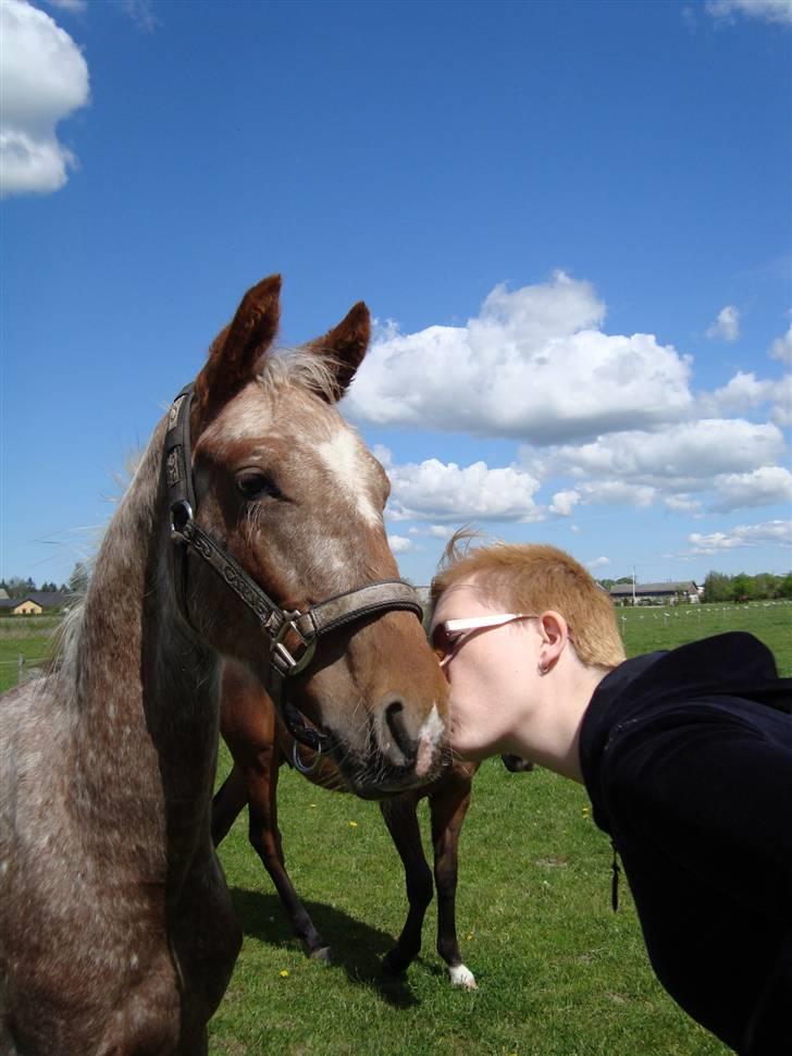 Anden særlig race Alcon *SOLGT* - Min veninde kysser lidt på smukke Alcon d. 12/5-2009 billede 15