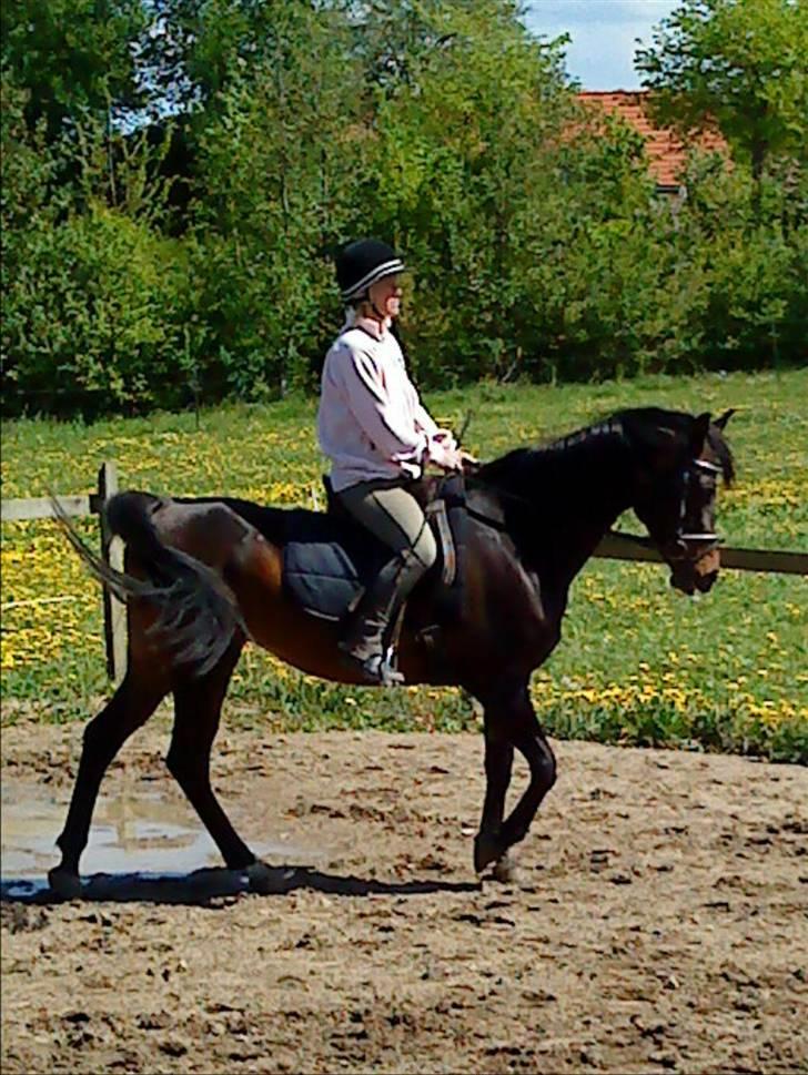 Arabisk fuldblod (OX) Ta halim's surprise(SOLGT) billede 9